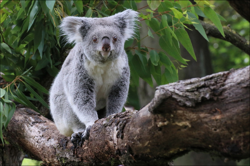 Zoo Duisburg Ansichtskarte zwei Koalas im Baum 