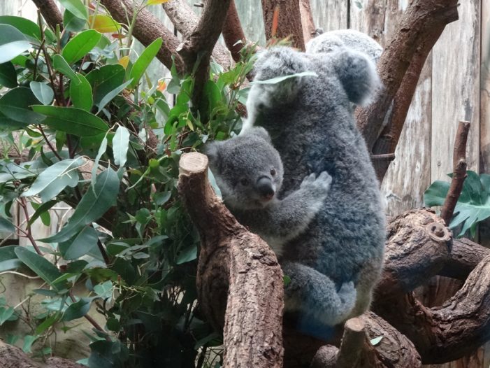 Zoo Duisburg führt Familien- und Feierabendtickets ein Zoo Duisburg führt Familien- und Feierabendtickets ein