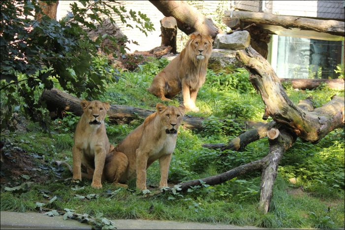 Zoo Duisburg erweitert die Außenanlage für seine Löwen Zoo Duisburg erweitert die Außenanlage für seine Löwen