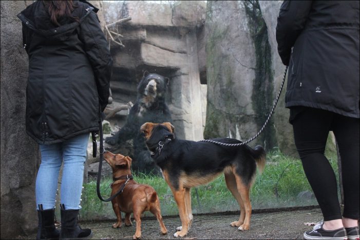 Zoo Duisburg verlängert Testphase Hund und Feierabendticket Zoo Duisburg verlängert Testphase Hund und Feierabendticket