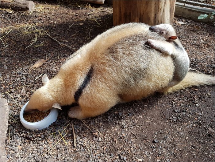 Ameisenbären im Zoo Duisburg: Niedlicher Nachwuchs mit langer Nase Ameisenbären im Zoo Duisburg: Niedlicher Nachwuchs mit langer Nase