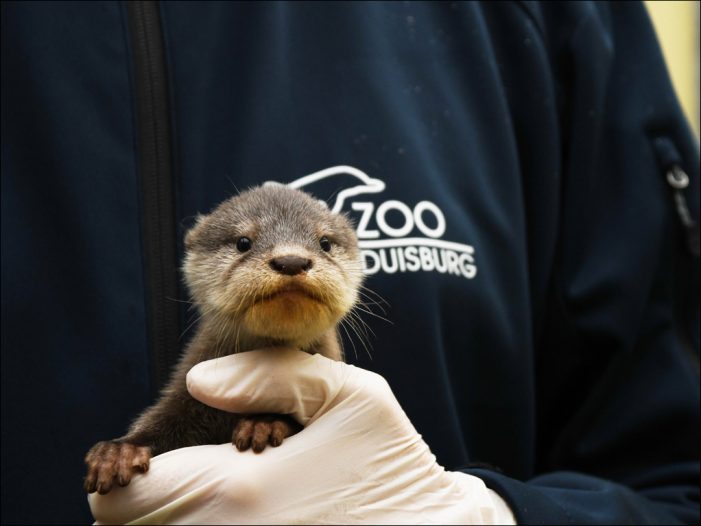Zoo Duisburg: Putziger Zwergotter-Nachwuchs am Kaiserberg Zoo Duisburg: Putziger Zwergotter-Nachwuchs am Kaiserberg