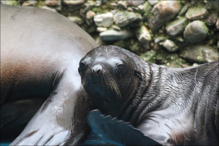 Zoo Duisburg freut sich über Seelöwen-Nachwuchs