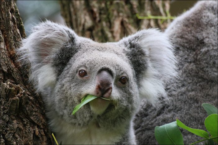Zoo Duisburg: Der Krokodilteju lässt sich Schnecken schmecken Zoo Duisburg: Der Krokodilteju lässt sich Schnecken schmecken