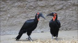 Zoo Duisburg: Ein schräger Vogel mit großer Klappe ist nicht mehr Single