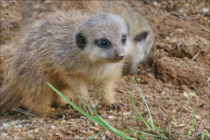 Zoo Duisburg: Nachwuchs bei Erdmännchen und Kattas Zoo Duisburg: Nachwuchs bei Erdmännchen und Kattas