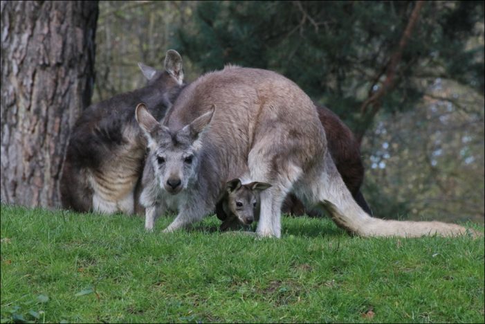 Zoo Duisburg freut sich über fünffachen Känguru-Nachwuchs