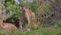 Zoo Duisburg eröffnet die neue Outback-Voliere
