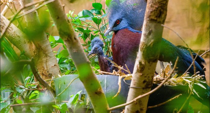 Gefiedertes Jungtier im Zoo Duisburg: Der Nachwuchs trägt ein Krönchen Gefiedertes Jungtier im Zoo Duisburg: Der Nachwuchs trägt ein Krönchen