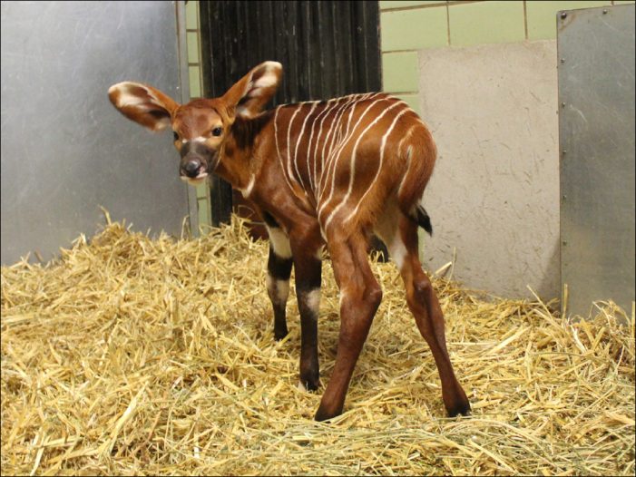 Zoo Duisburg: Kleine Bongo-Antilope hat gestreiftes Fell und riesige Ohren