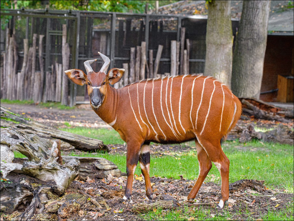 Bongo Uzuri. Foto: Mathias Appel / Zoo Duisburg.