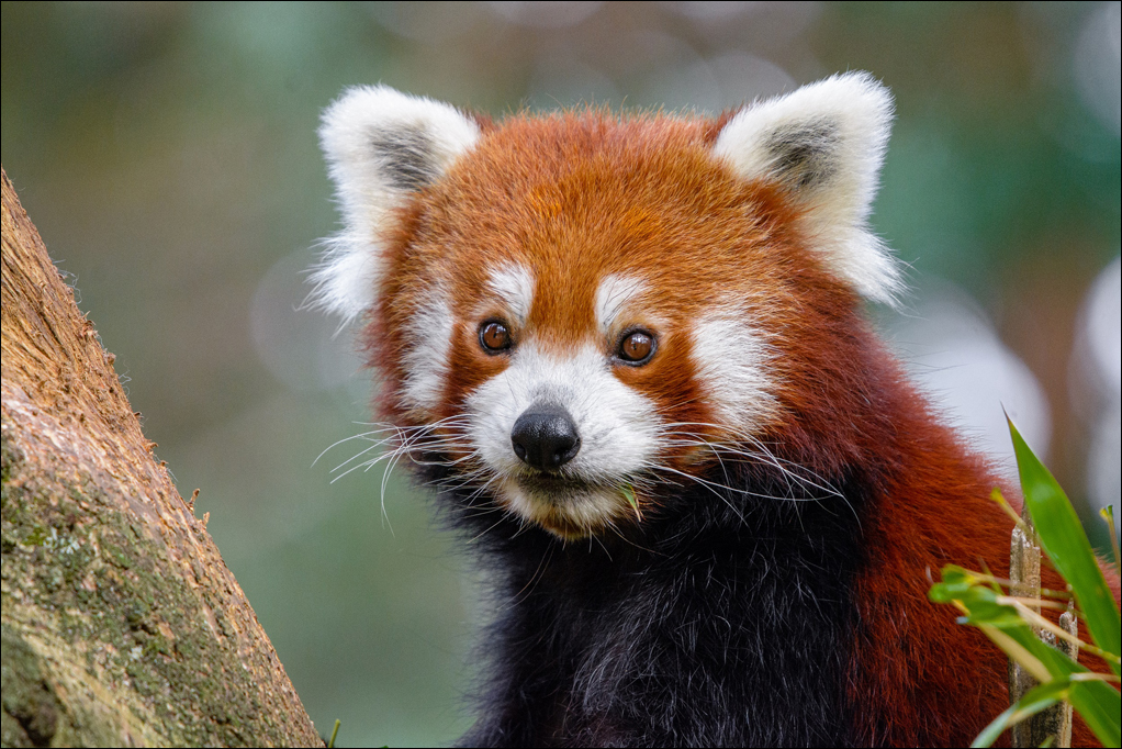Roter Panda. Foto: Mathias Appel / Zoo Duisburg.