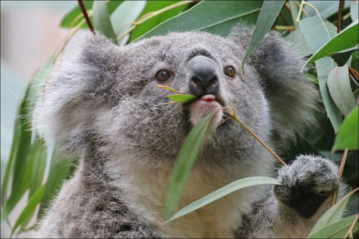 Im Doppelpack: Zwei junge Koalas des Zoo Duisburg bekommen ihren Namen