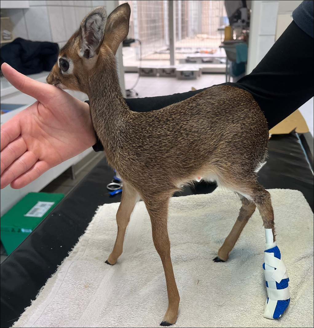 Kirk Dik-Dik Imara mit Stützverband. Foto: Zoo Duisburg.