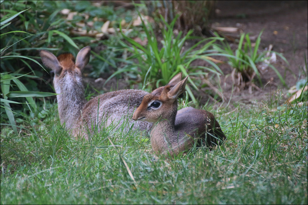 Kirk Dik-Diks im hohen Gras. Foto: Indra Sickmann / Zoo Duisburg.