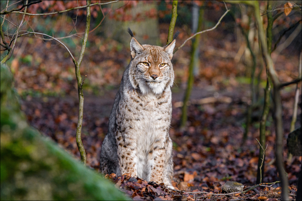Foto: Mathias Appel / Zoo Duisburg.