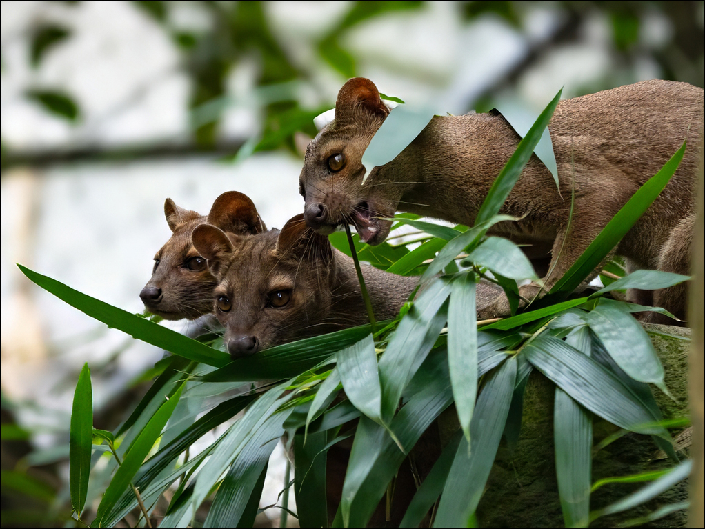 Fossa-Jungtiere im Bambus. Foto: L. Trosch / Zoo Duisburg.