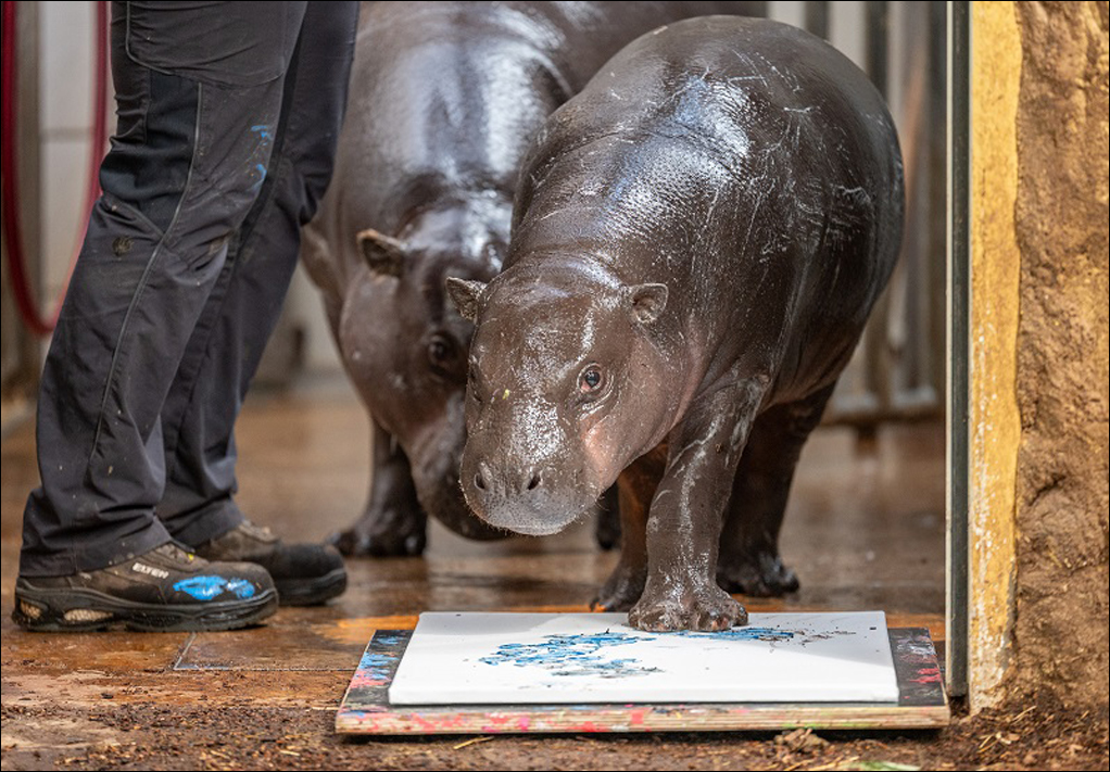 Zwergflusspferde „malen Kunstwerke“